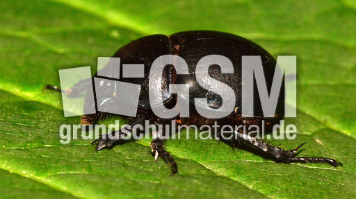 Waldmistkäfer (3).jpg